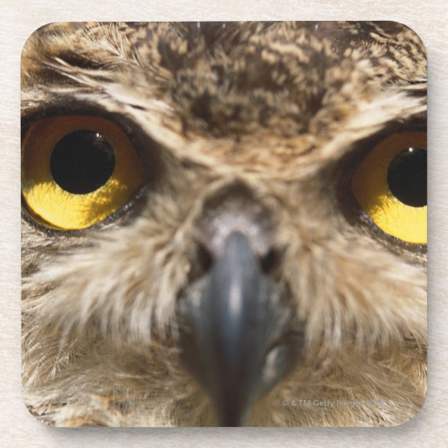 Owl Close-Up Coaster (Front)