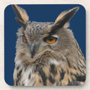 Owl Coaster