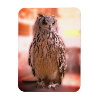 Owl Experience Somerset