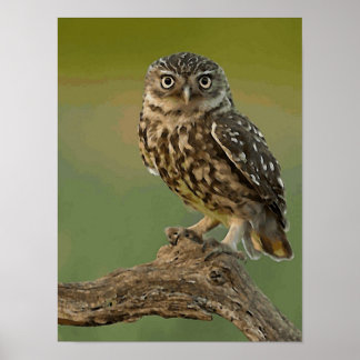 Owl Eye Bird Wild Poster