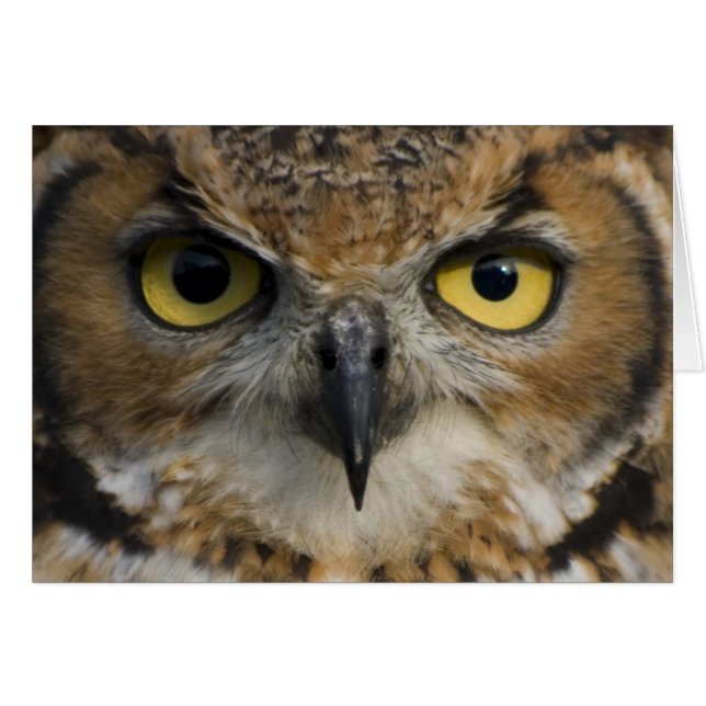 Owl Eyes (Front Horizontal)