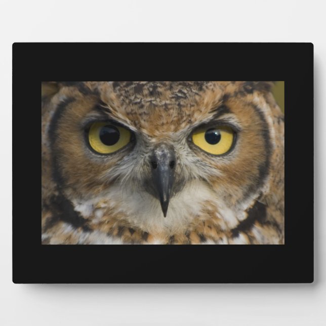 Owl Eyes Plaque (Front)