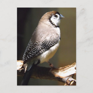 Owl Face Finch postcard