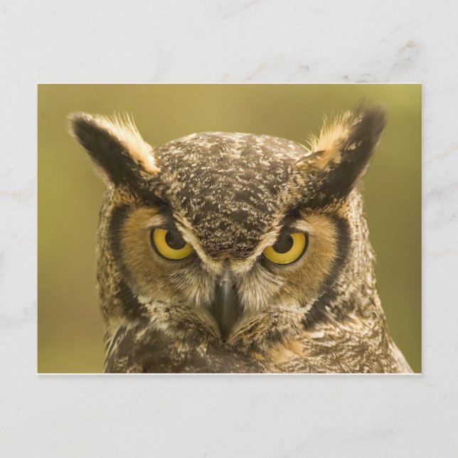 Owl face postcard (Front)