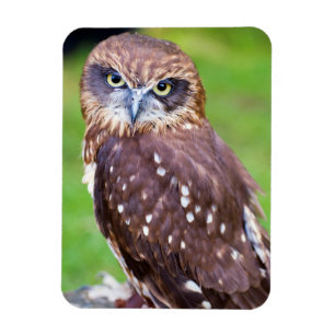 Owl Flexible magnet