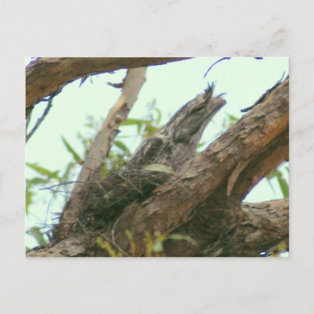 owl frogmouth postcard (Front)