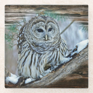 Owl Glass Coaster