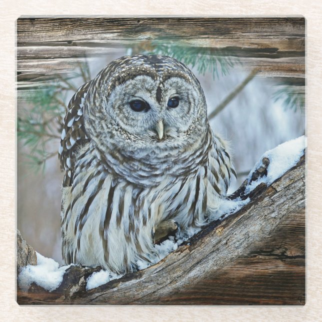 Owl Glass Coaster (Front)