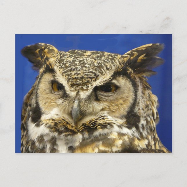 OWL - Great Horned Owl Face Photo Postcard (Front)