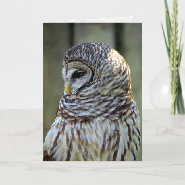 Owl Greeting Card (0711) (Front)