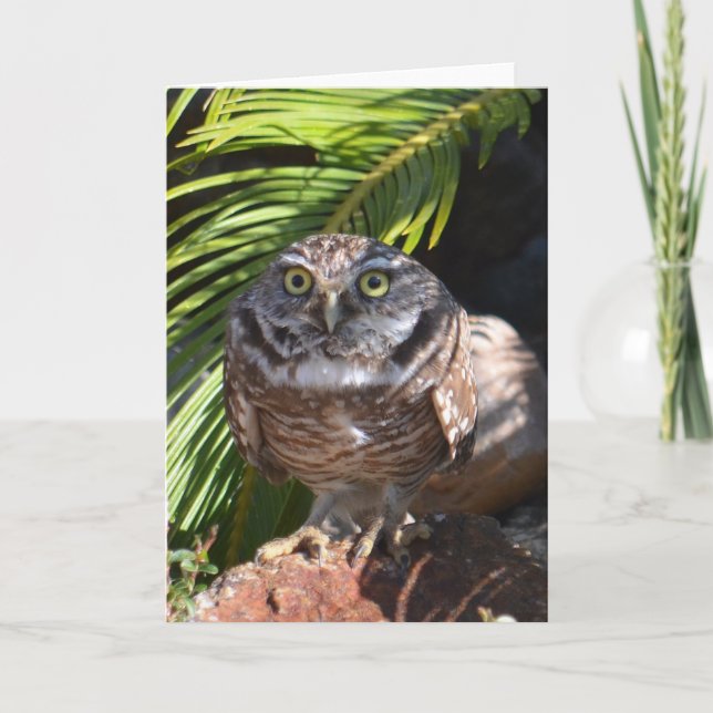 Owl greeting card - blank (Front)