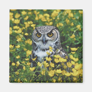 Owl in Buttercups Magnet