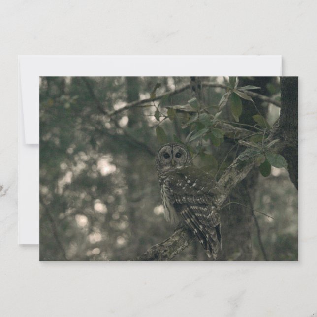 Owl in the Forest Card (Front)