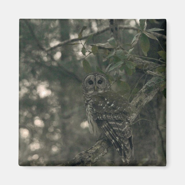 Owl in the Forest Magnet (Front)