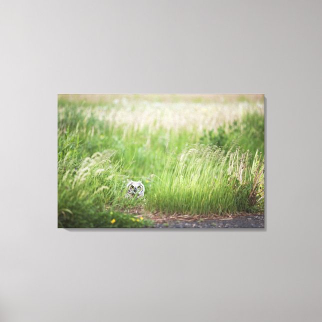 Owl In The Grass Canvas Print (Front)