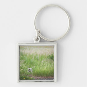 Owl In The Grass Key Ring