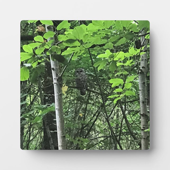 Owl in the Trees, Oregon Plaque (Front)