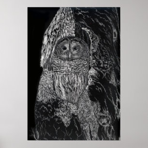 Owl in Tree Bird Nature Drawing Black White Poster