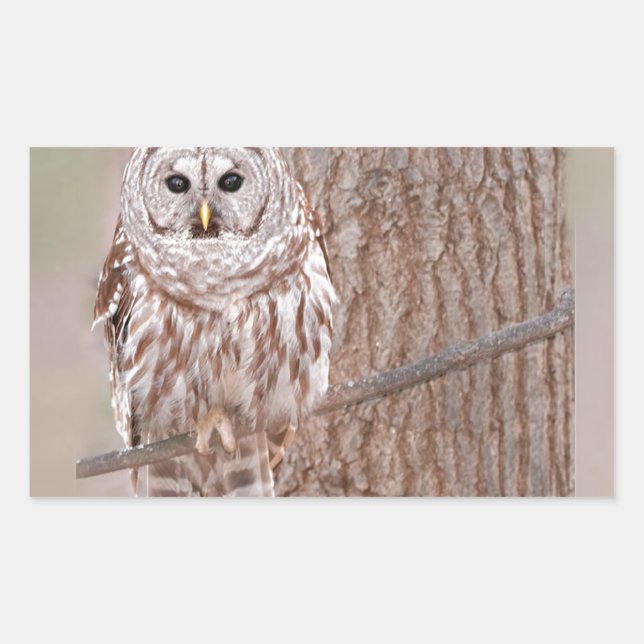 Owl in Tree Nature Bird Add Text Rectangular Sticker (Front)