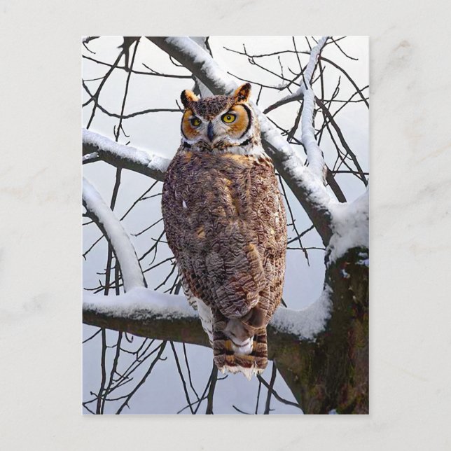 "Owl In Winter" Postcard (Front)