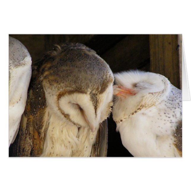 Owl kisses (Front Horizontal)