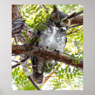 Owl Looking Down From Branch Poster