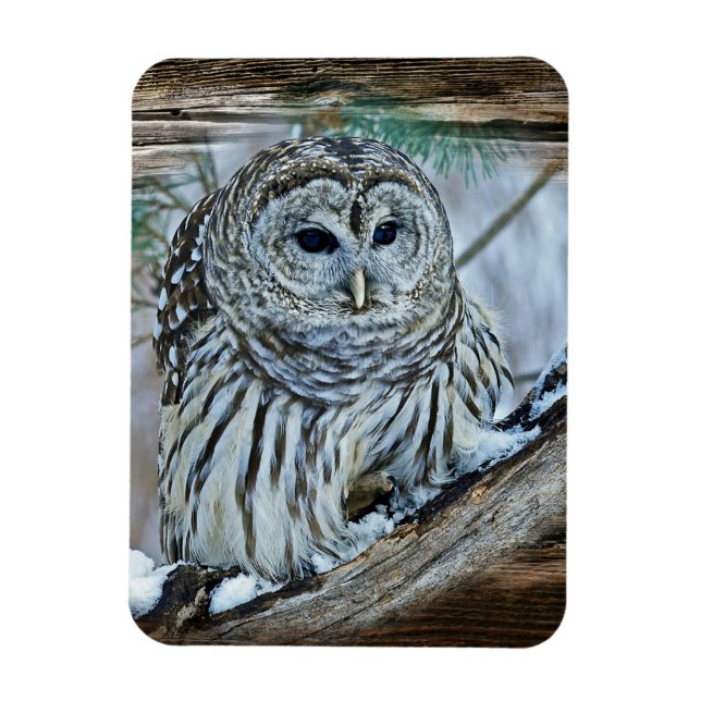 Owl Magnet (Vertical)