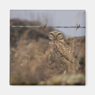 owl magnet