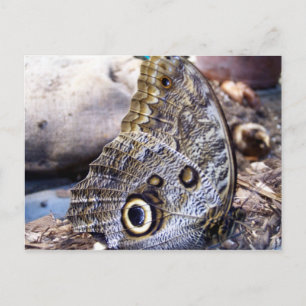 Owl Moth Postcard