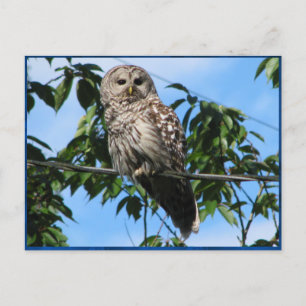 Owl On Wire Postcard