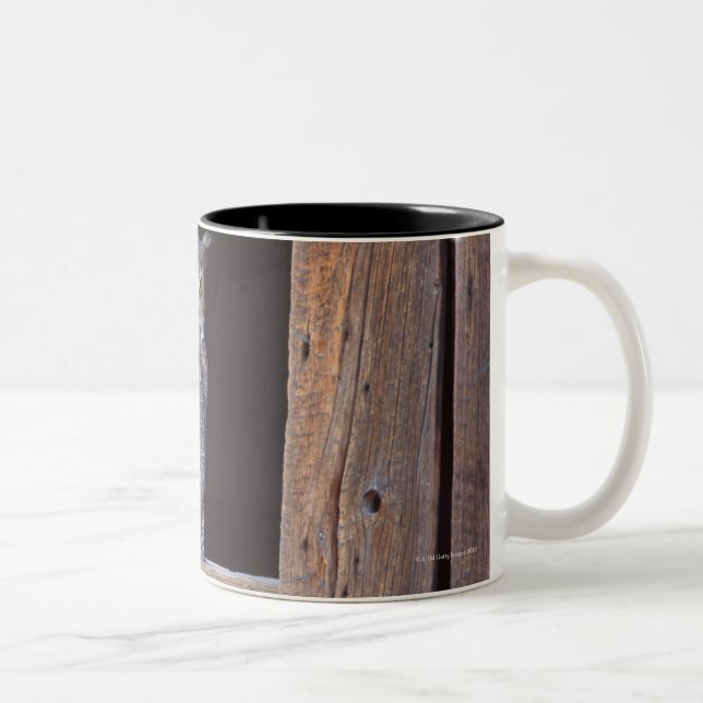 Owl perched in a window Two-Tone coffee mug (Right)