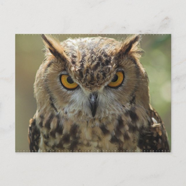 Owl Photo Postcard (Front)