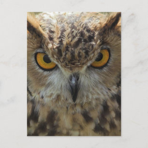 Owl Photo Postcard