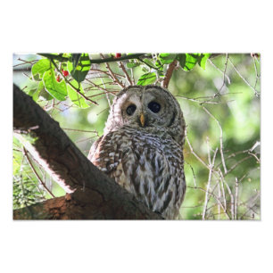 Owl Photo Print