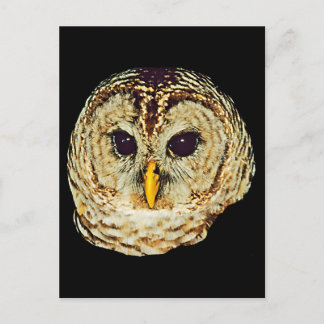 Owl Picture Postcard