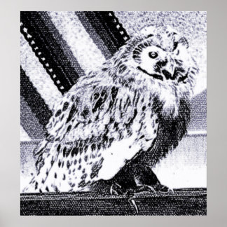 Owl Picture Poster