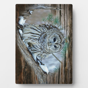 Owl Plaque