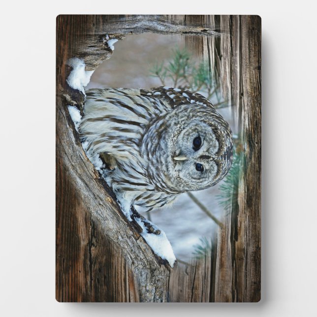 Owl Plaque (Front)