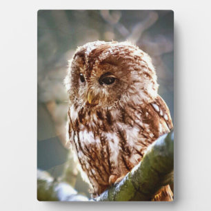 Owl Plaque