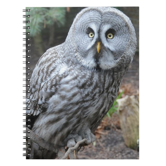 Owl Portrait Photograph Notebook (Front)