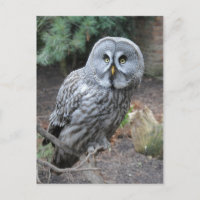 Owl Portrait Photograph