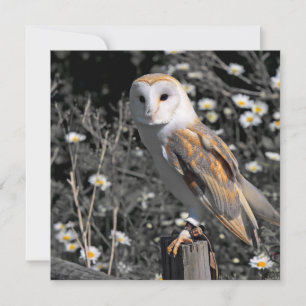 Owl Portrait Postcard