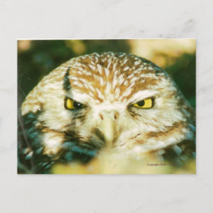 OWL POSTCARD