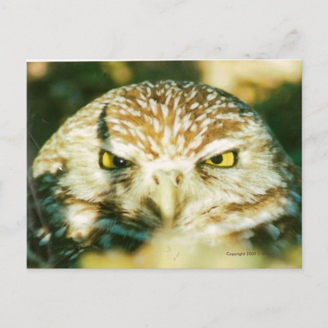 OWL  POSTCARD (Front)