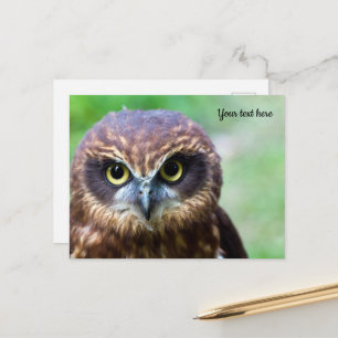 Owl Postcard