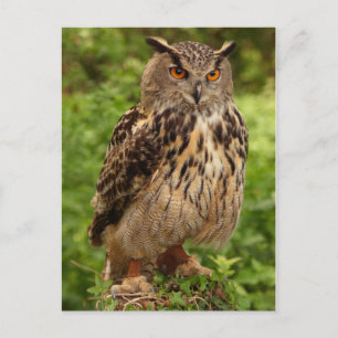 Owl Postcard