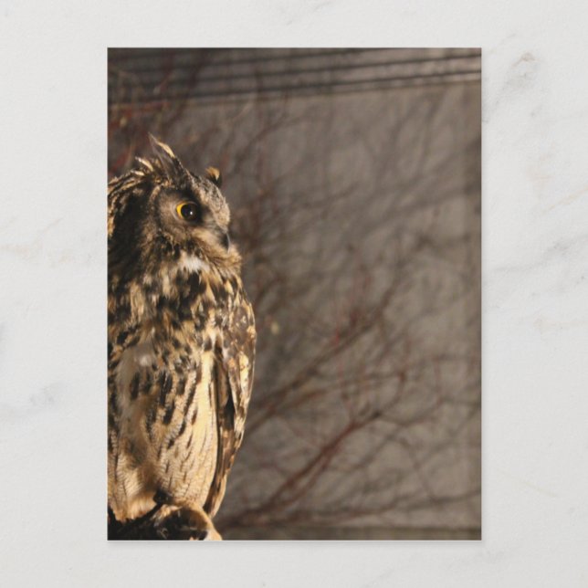 Owl Postcard (Front)