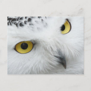 Owl Postcard
