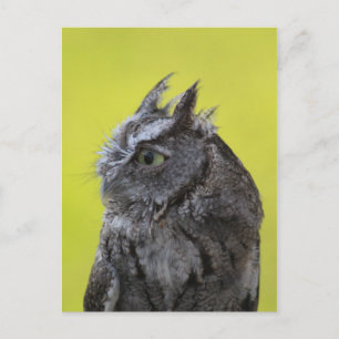 Owl postcard