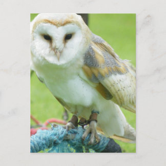 Owl Postcard